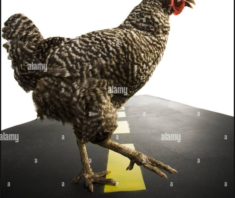 Entdecken Sie das spannende Spiel von Chicken Road in Deutschland: Ein Erfolg