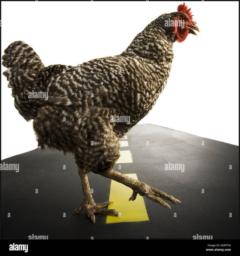 Overview of chicken road game